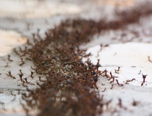 Ant Control Maintenance: How To Keep Your Lakewood Home Ant-Free