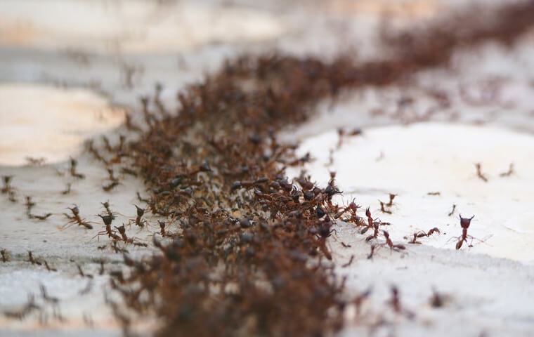 ant infestation in home