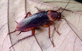 american cockroach on a tree