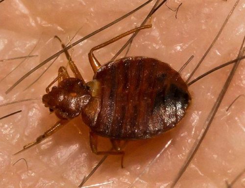The Trick To Getting Rid Of Bed Bugs In Your Lakewood Home