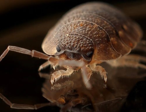 All The Ways Bed Bugs Get Into Lakewood, NJ Homes