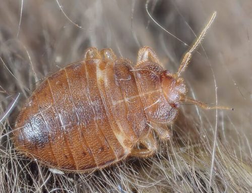 Are You Ready For Bed Bug Prevention Month In Lakewood?