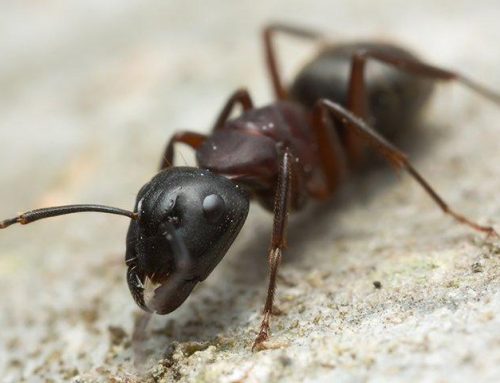 Are Carpenter Ants In Lakewood Something To Be Concerned About?
