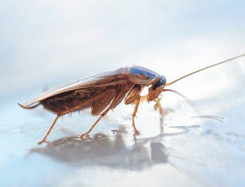 How To Flush Out The Cockroaches In Your Lakewood Home