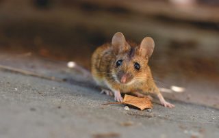 house mouse on bread