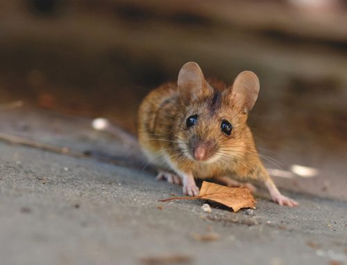 Tips And Tricks To Keep Mice Out Of Your Lakewood Home