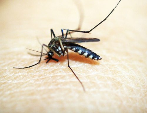 How To Keep Mosquitoes Away From Your Lakewood Property