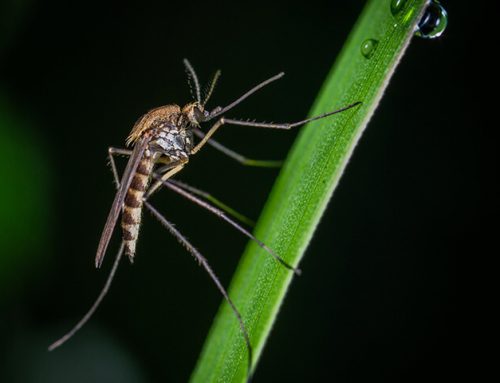 The Magic Formula To The Most Effective Mosquito Control For Your Lakewood, NJ Property