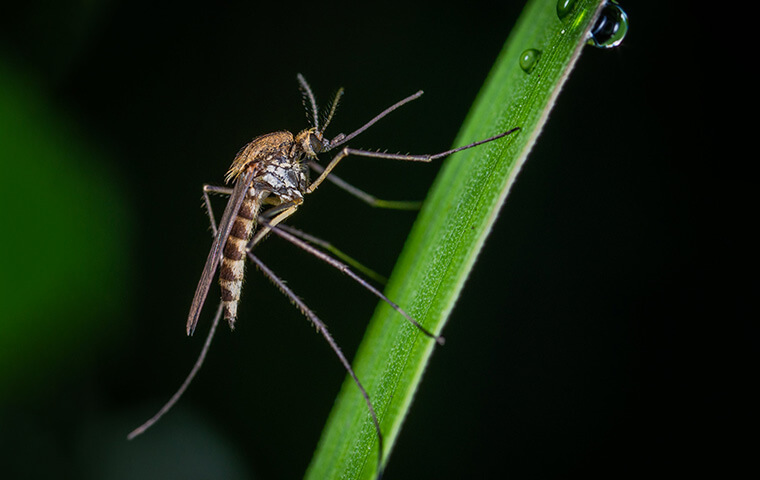 a mosquito crawling on a blade of grass