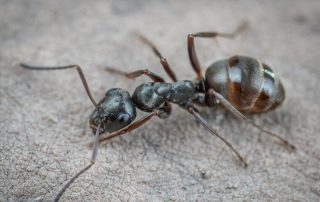 odorous house ants in a kitchen