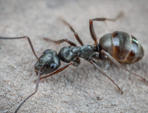 Did Ants Get In Your Lakewood Home This Winter?