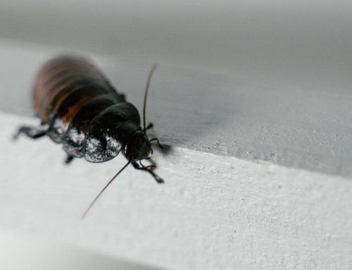 Roach Removal 101: What It Takes To Eliminate Cockroaches In Your Lakewood Home