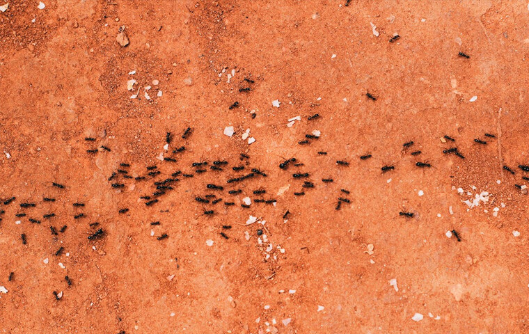 pavement ants crawling on the ground