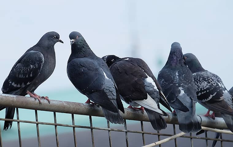 a flock of pigeons perched on a gate outside of a home serviced by bugaboo pest control in New Jersey