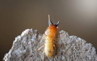 a termite crawling on a piece of wood
