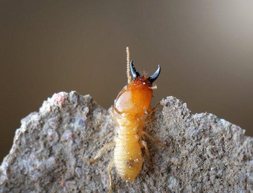 The Key To Keeping Subterranean Termites Away From Your Lakewood Home