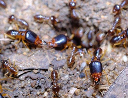 Are Subterranean Termites Difficult To Deal With In Lakewood?