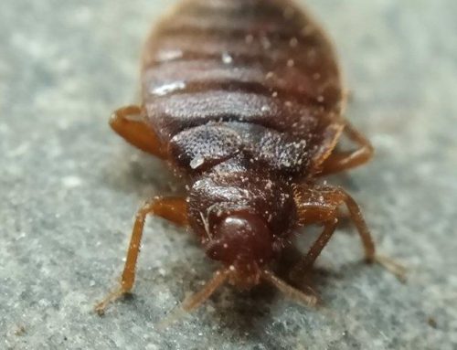 How To Spot Bed Bugs In Your Lakewood Home