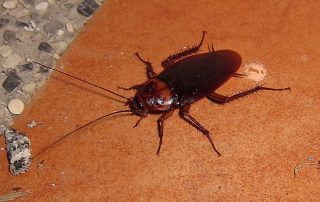 a brown banded cockroach on wooden floor