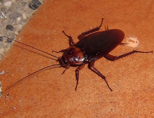 Lakewood’s Step-By-Step Guide To Effective Cockroach Control