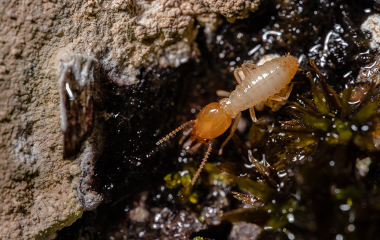 one termite up close