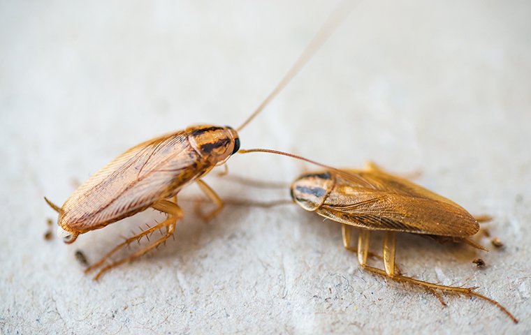 two cockroaches crawling on the floor