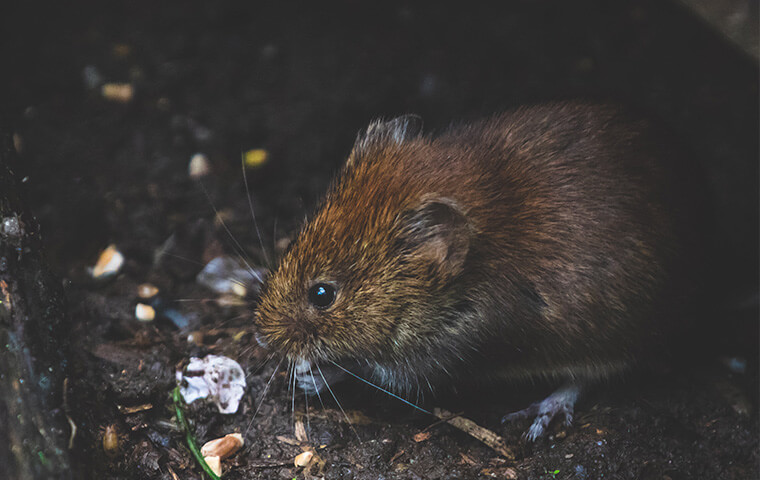 a brown mouse sniffing for food in a Lakewood New Jersey home