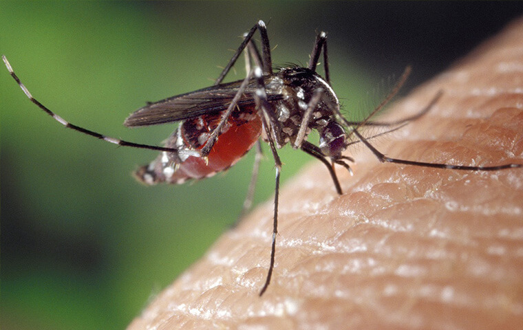 a mosquito drinking a persons blood in lakewood new jersey
