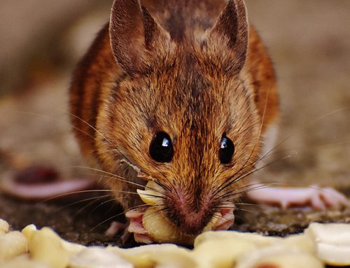 What Lakewood Homeowners Ought To Know About Mice