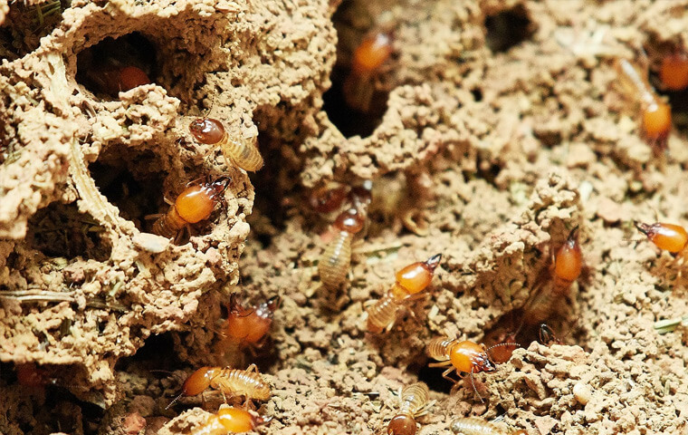 termites in the walls of a home