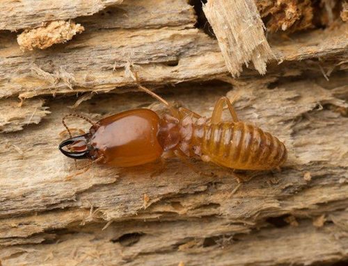 What Not To Do If You Spot Termites Around Your Lakewood Property