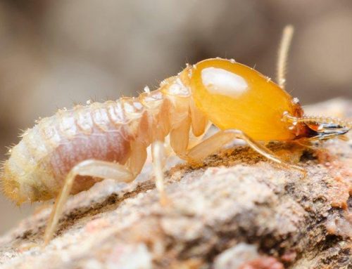 Lakewood Homeowners’ Complete Guide To Subterranean Termites