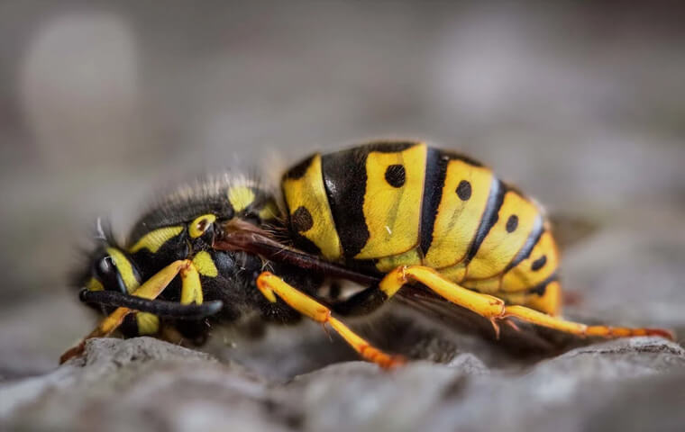a wasp on a drinking glass