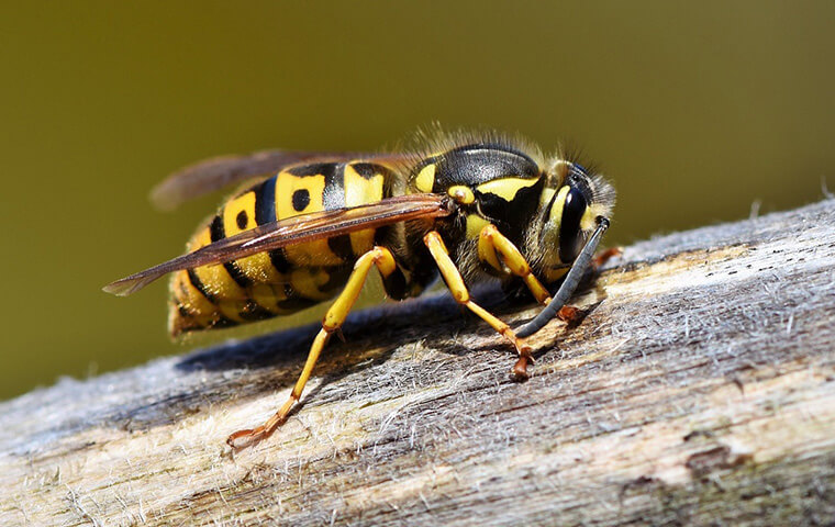 a yellow jacket wasp crawling in a home in Lakewood New Jersey