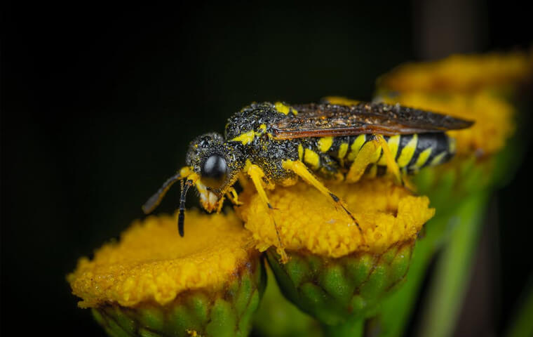 a yellow jacket wasp